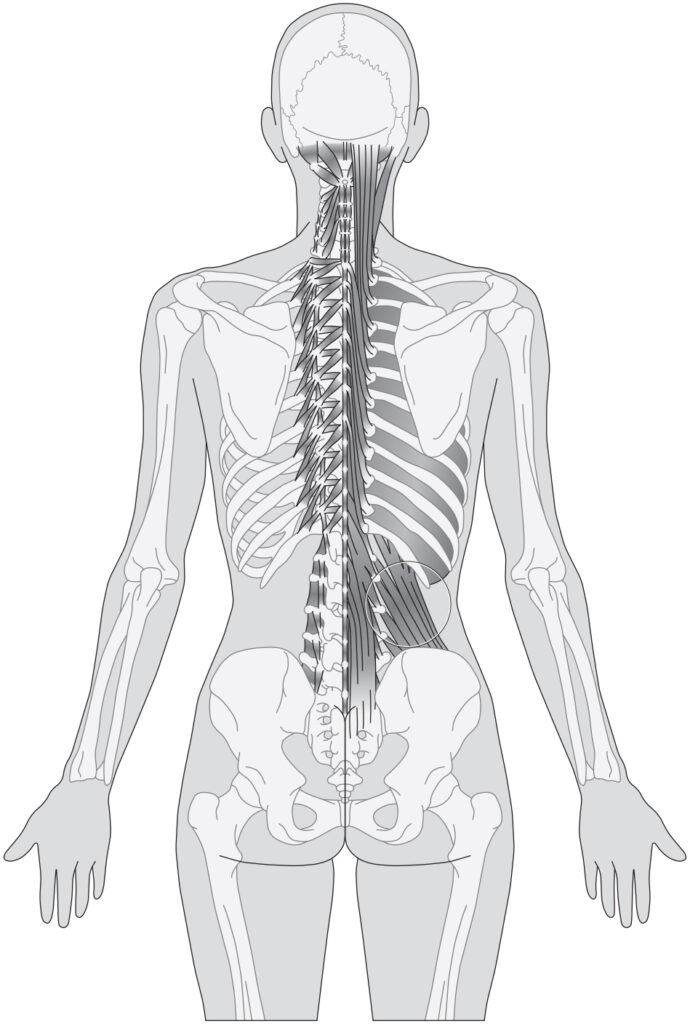 Houdingsspieren Critical Alignment Yoga